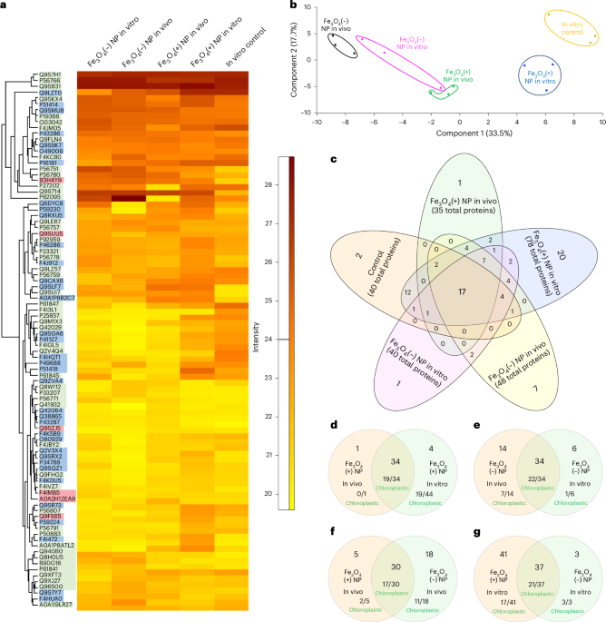In vivo transformations of positively charged nanoparticles alter the formation and function of RuBisCO photosynthetic protein corona