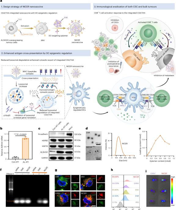 A nanovaccine targeting cancer stem cells and bulk cancer cells for postoperative cancer immunotherapy