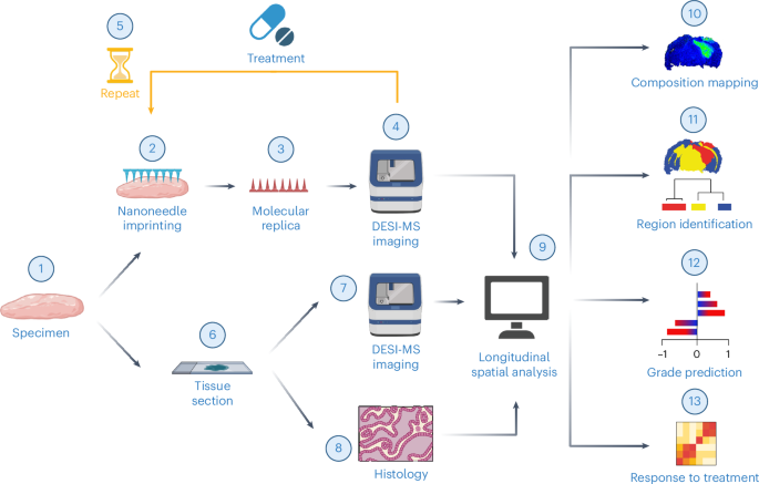 Nanoneedles enable spatiotemporal lipidomics of living tissues