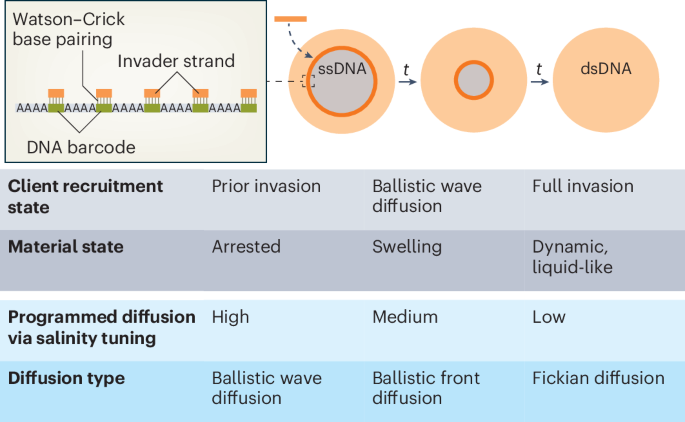 Encoding molecular transport into DNA condensates