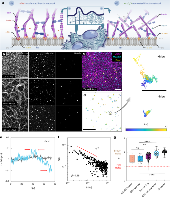 Feedback between F-actin organization and active stress governs criticality and energy localization in the cell cytoskeleton