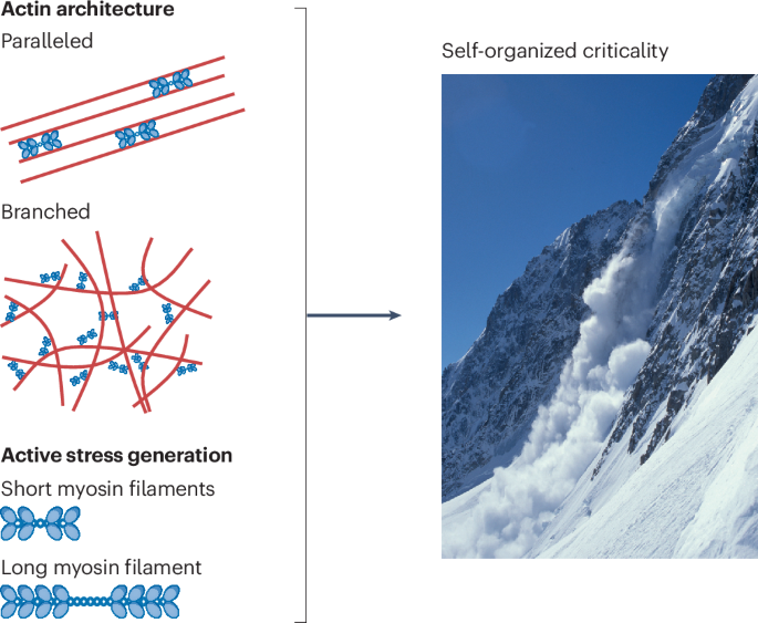 From actin to action | Nature Physics