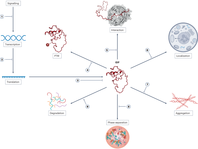 Targeting protein disorder: the next hurdle in drug discovery