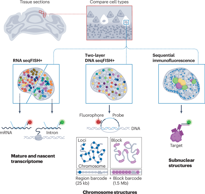Spatial multi-omics of nuclear architecture with two-layer seqFISH+