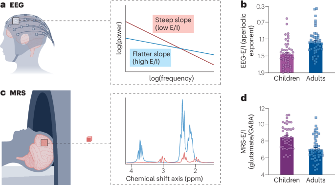 Rethinking excitation/inhibition balance in the human brain