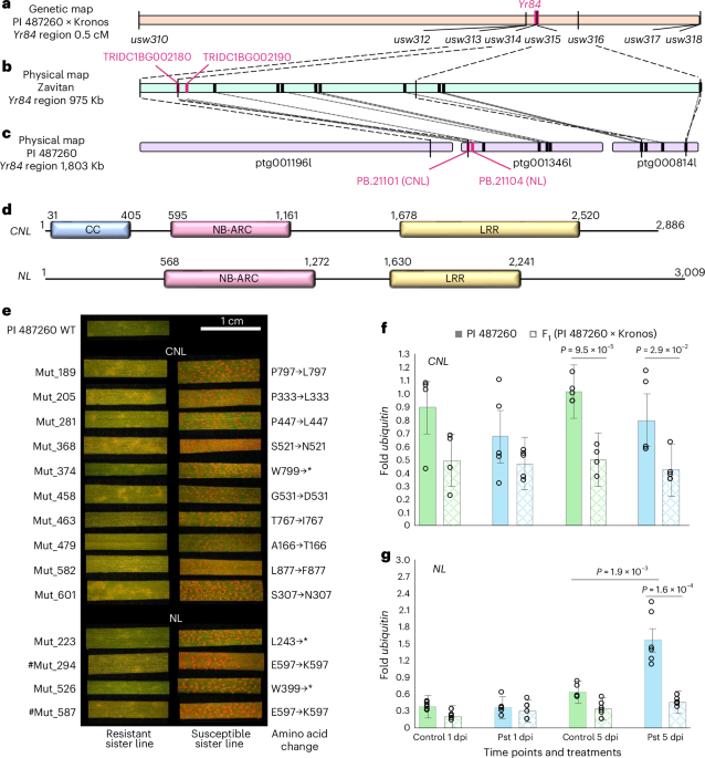 Coordinated function of paired NLRs confers Yr84-mediated stripe rust resistance in wheat
