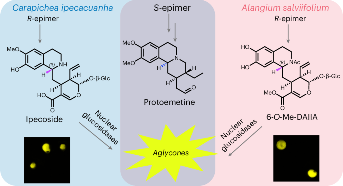 Ipecac alkaloid biosynthesis in two evolutionarily distant plants