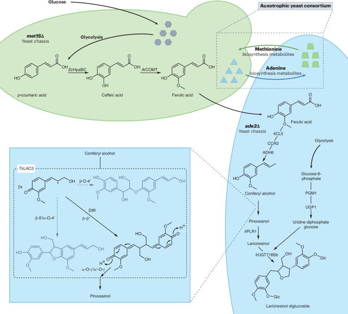 A consortium to synthesize lignans