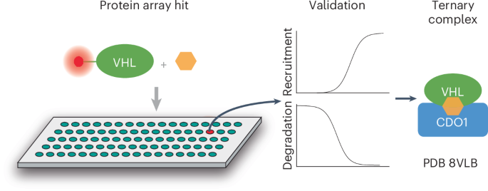 A small-molecule VHL molecular glue degrader for cysteine dioxygenase 1
