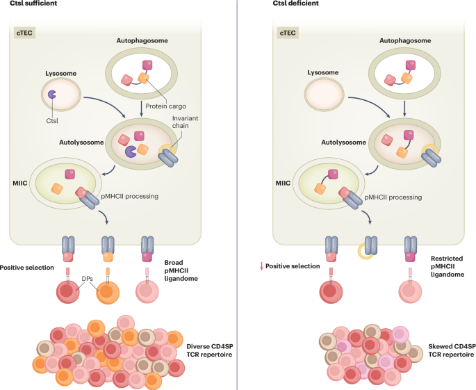 Let the CAThepsin L out of the thymus