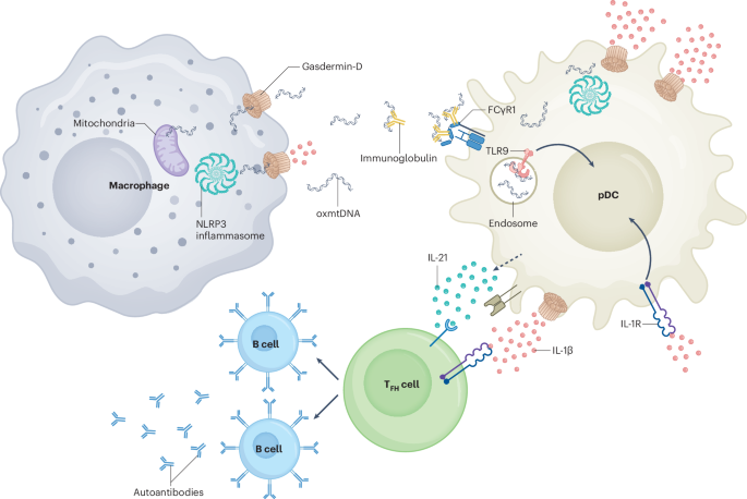 pDCs drive immunopathology by sensing oxidized mitochondrial DNA