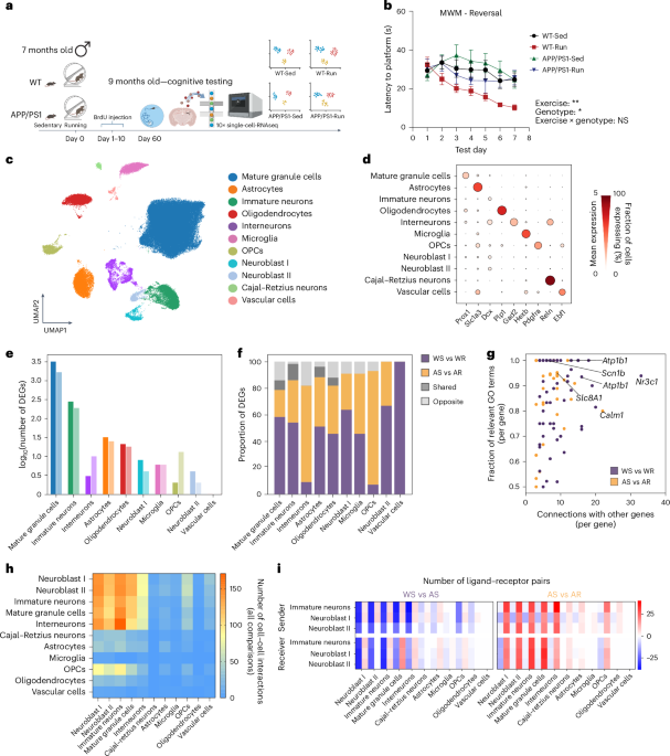 Protective exercise responses in the dentate gyrus of Alzheimer’s disease mouse model revealed with single-nucleus RNA-sequencing