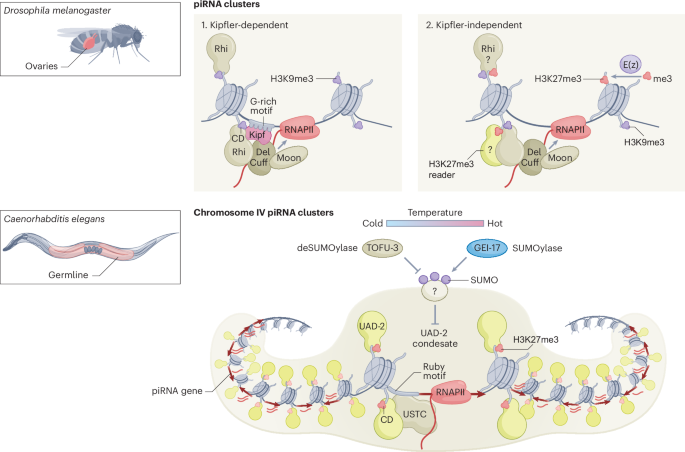 H3K27me3 expands the epigenetic control of piRNA transcription