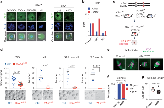 H2A.Z is essential for oocyte maturation and fertility in female mouse