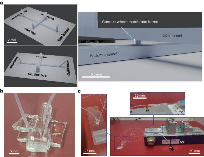 Biomimetic membrane in a microfluidic chip for the electrical and optical monitoring of biological reactions