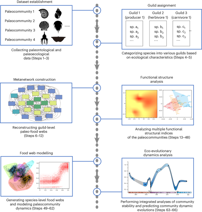 A modeling approach to quantify ecological dynamics and functional structures of paleocommunities
