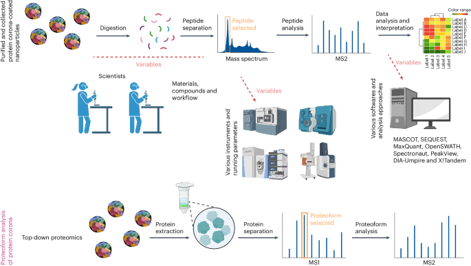 Improving accuracy and reproducibility of mass spectrometry characterization of protein coronas on nanoparticles