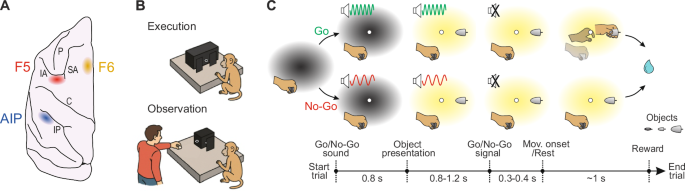 Mirror Neurons in Monkey Frontal and Parietal Areas