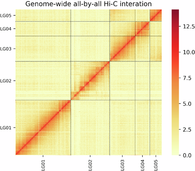 Chromosome-level genome assembly of the aphid Megoura crassicauda