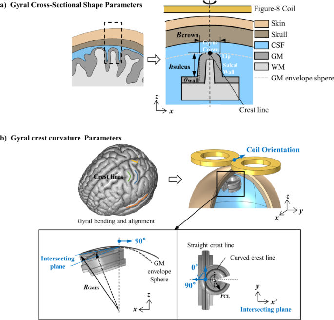 Cortical fold geometry modulates transcranial magnetic stimulation electric field strength and peak displacement