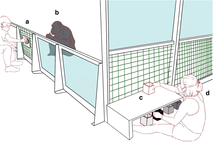 Bonobos tend to behave optimistically after hearing laughter
