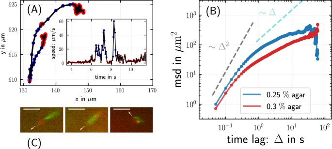 Bacterial swimming in porous gels exhibits intermittent run motility with active turns and mechanical trapping