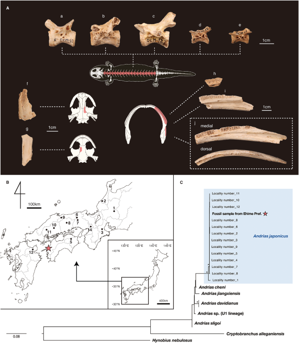 Ancient DNA integrates fossil and modern giant salamander taxonomy