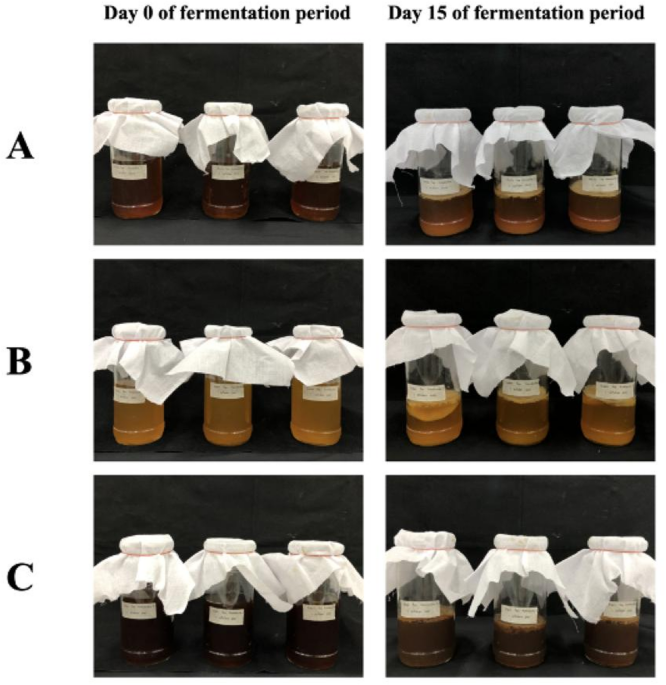 Functional metabolites and inhibitory efficacy of kombucha beverage on pathogenic bacteria, free radicals and inflammation
