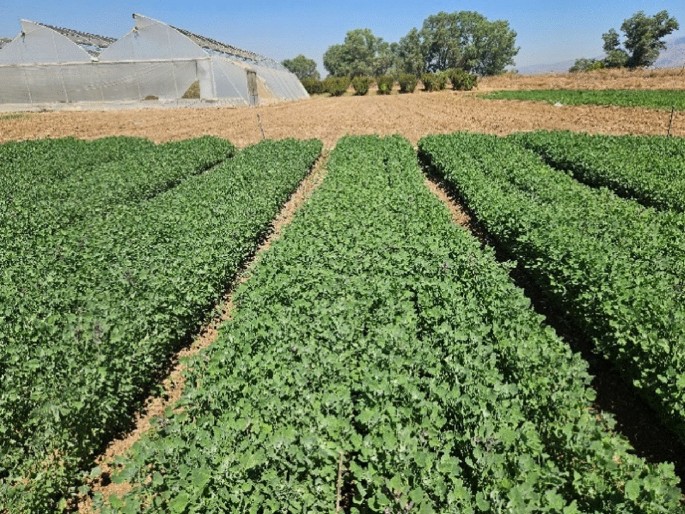 Young green quinoa as a sustainable functional crop with anti-inflammatory effects in macrophage cells