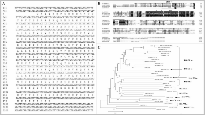 Isolation of the AP2/ERF transcription factor CaERF14 in pepper and functional characterization under salinity and dehydration stress