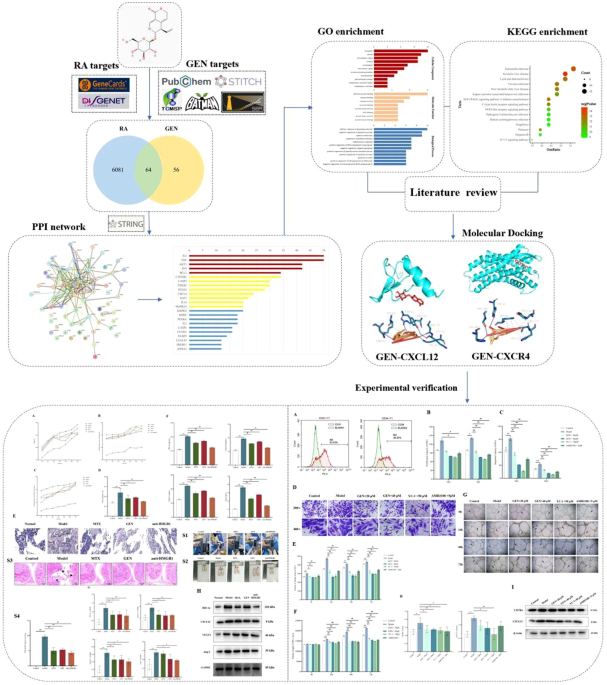 Investigating the mechanism of Gentiopicroside in rheumatoid arthritis through network pharmacology, molecular docking, and experimental validation