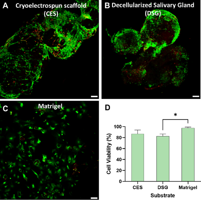 Cryoelectrospun elastin-alginate scaffolds as potential cell delivery vehicles for mesenchymal stromal cell therapy