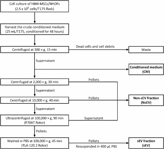 Small extracellular vesicles from human bone marrow mesenchymal stromal cells enhance migration and regulate reparative gene expression in dermal fibroblasts