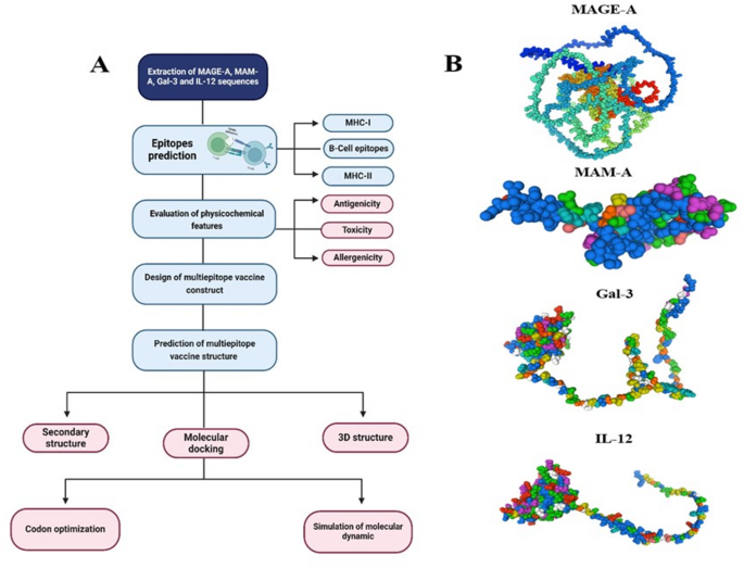 Bioinformatics analysis of innovative multi-epitope vaccine utilizing MAGE-A, MAM-A, and Gal-3 for breast cancer management