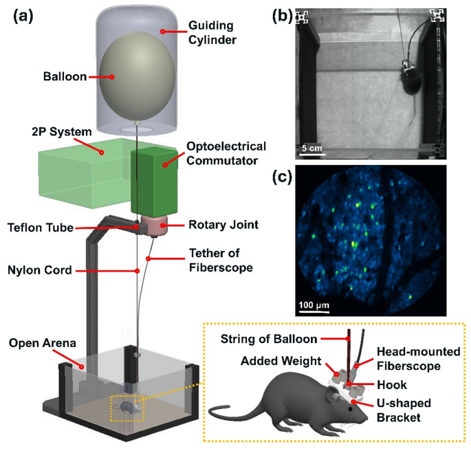 Alleviating head-mounted weight burden for neural imaging in freely-behaving rodents