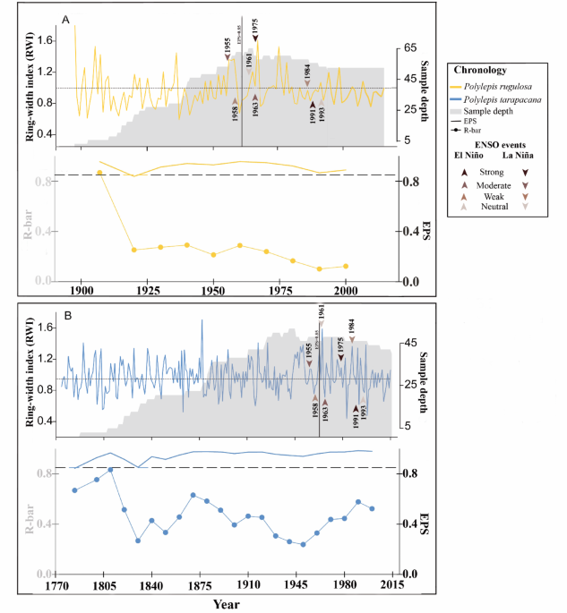 Polylepis wood acclimation strategies to ENSO events
