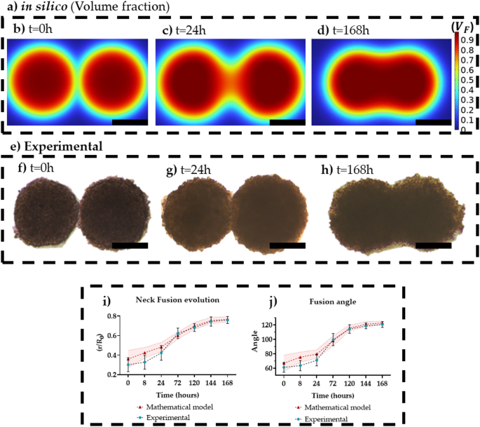 A mathematical phase field model predicts superparamagnetic nanoparticle accelerated fusion of HeLa spheroids for field guided biofabrication