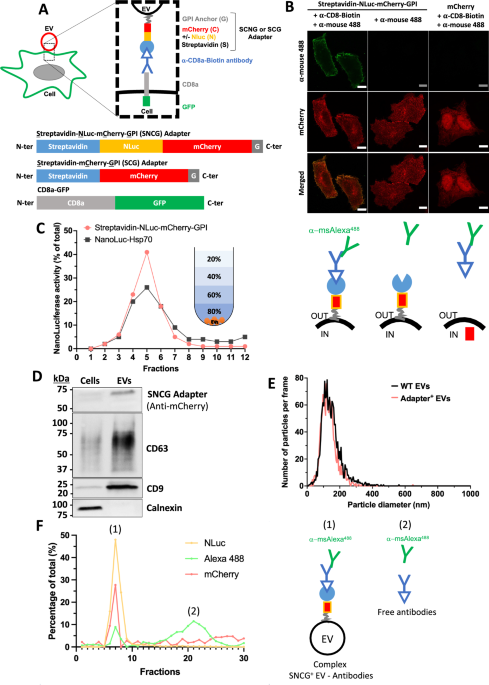 Versatile tethering system to control cell-specific targeting of bioengineered extracellular vesicles