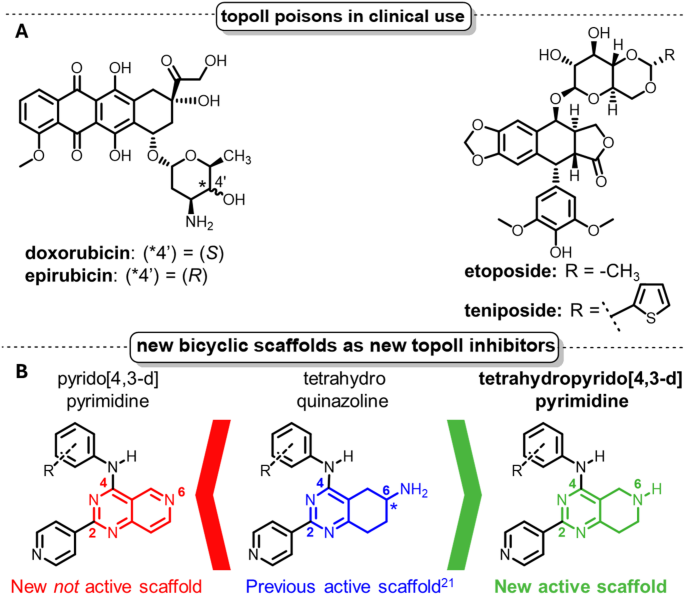 Tetrahydropyrido[4,3-d]pyrimidines as a new active scaffold for human topoisomerase II inhibitors