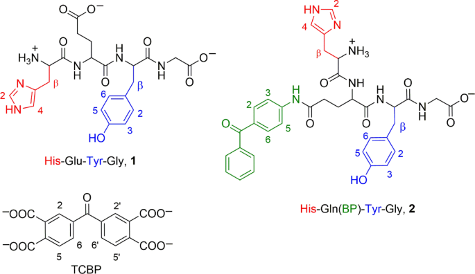 CIDNP study of photoinduced electron transfer in His-Glu-Tyr-Gly peptide and its conjugate His-Gln(BP)-Tyr-Gly