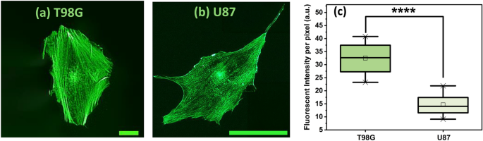 Exploring the heterogeneity in glioblastoma cellular mechanics using in-vitro assays and atomic force microscopy