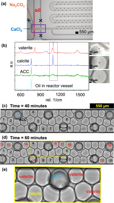 Investigating the metastability of amorphous calcium carbonate by droplet microfluidics experiments using machine learning