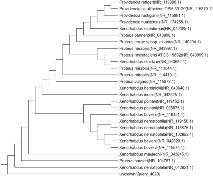 Production and characterization of anti-bacterial metabolite(s) from Egyptian archaeological sites