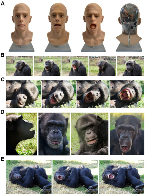 Chimpanzees yawn when observing an android yawn