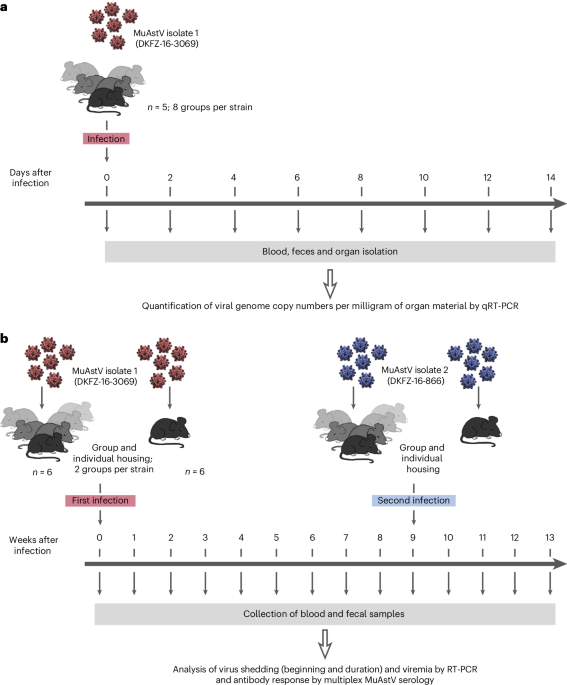 Murine astrovirus infection course and antibody response in different mouse strains