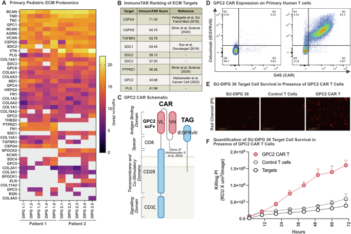 Defining the extracellular matrix for targeted immunotherapy in adult and pediatric brain cancer