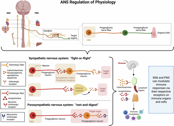 Autonomic modulation of the immune response and implications for CNS malignancies