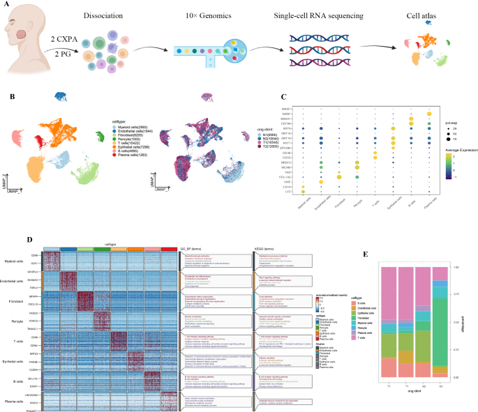 ECT2+ cell group acts as cancer stem cell in malignant pleomorphic adenoma
