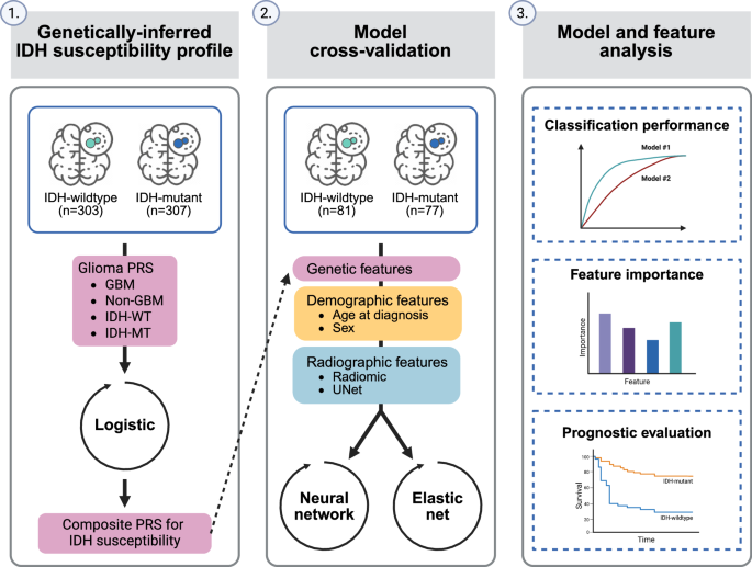 Integration of MRI radiomics and germline genetics to predict the IDH mutation status of gliomas