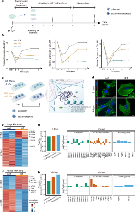 Increased matrix stiffness promotes fibrogenesis of hepatic stellate cells through AP-1-induced chromatin priming